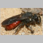 Sphecodes albilabris - Blutbiene 15a 13mm.jpg